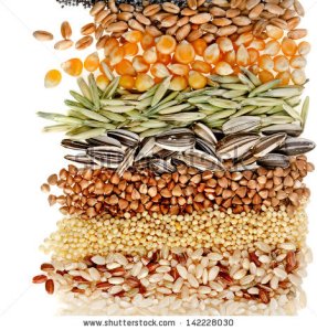 stock-photo-cereal-grains-and-seeds-rye-wheat-barley-oat-sunflower-corn-flax-poppy